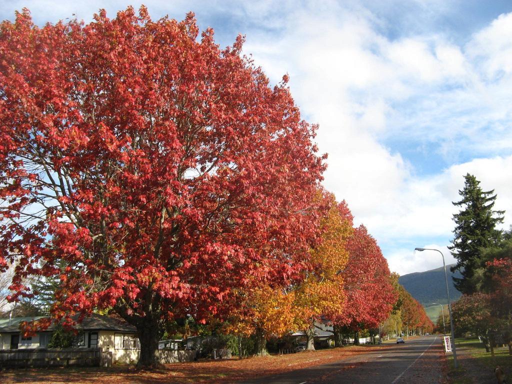 Tongariro River Motel Turangi Room photo